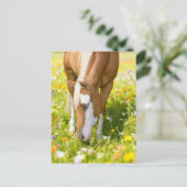 Paint horse in the wildflower meadow  briefkaart (Staand voorkant)