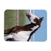 Paint Horse Magneet (Horizontaal)