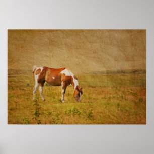 Paint Horse op Prairie Poster