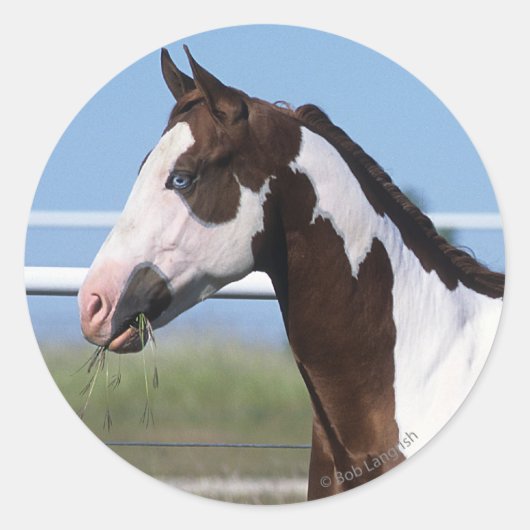 Paint Horse Ronde Sticker (Voorkant)