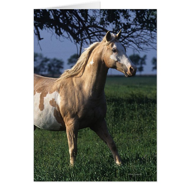 Paint Horse Standing 2 (Voorkant)