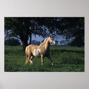 Paint Horse Standing 2 Poster