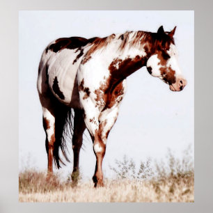 Paint Horse Watercolor Poster Print