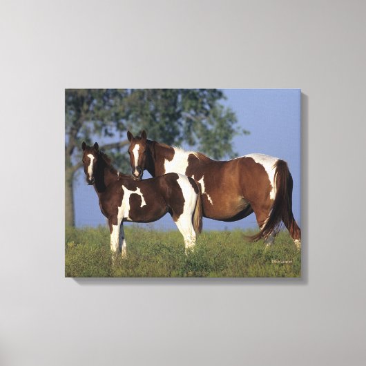Paint Mare en Foal Canvas Afdruk (Voorkant)