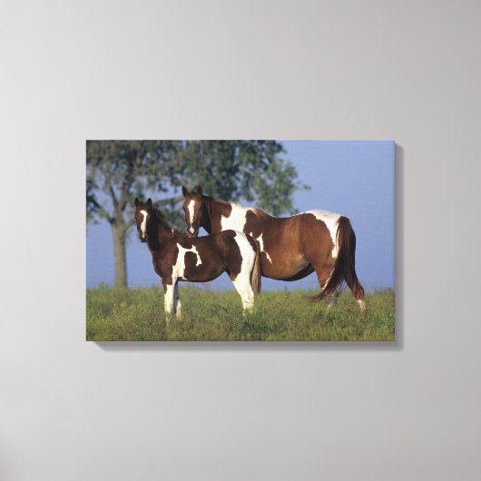 Paint Mare en Foal Canvas Afdruk (Voorkant)