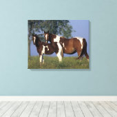 Paint Mare en Foal Canvas Afdruk (Insitu (Houten vloer))