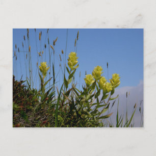 Paintborstel, Unalaska Island Briefkaart