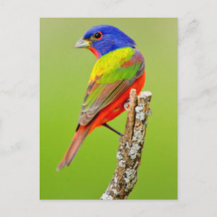 Painted Bunting (Passerina ciris) Male Perched Briefkaart