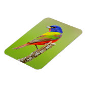 Painted Bunting (Passerina ciris) Male Perched Magneet (Linkerzijde)