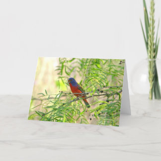 Painted Bunting special-4 Kaart