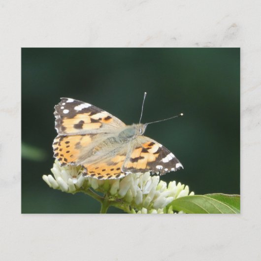 Painted Lady Butterfly DIY Briefkaart (Voorkant)