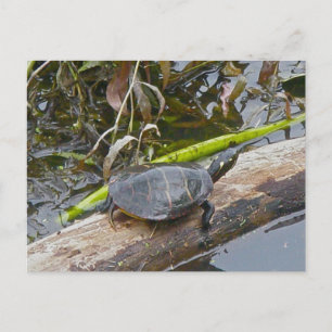 Painted Turtle Briefkaart