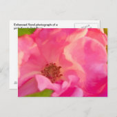 PainterAbstract Roze Knockout Roos Briefkaart (Voorkant / Achterkant)