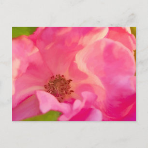 PainterAbstract Roze Knockout Roos Briefkaart