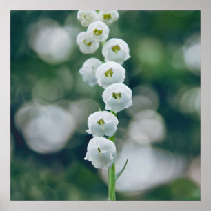 Painterly Soft Lilly van de Valley Flowers Poster