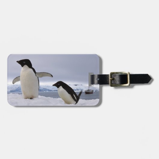 Pair Adelie penguins Antarctica Bagagelabel (Voorkant horizontaal)