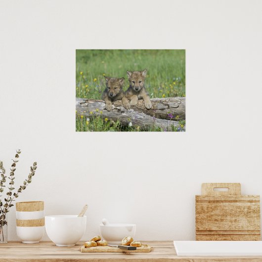 Pair of Cute Wolf Cubs Poster (Cuisine)