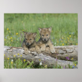 Pair of Cute Wolf Cubs Poster (Devant)