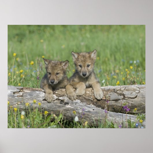Pair of Cute Wolf Cubs Poster (Devant)