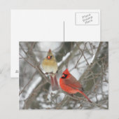 Pair Of Northern Cardinals Briefkaart (Voorkant / Achterkant)