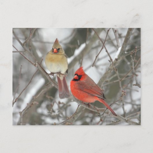 Pair Of Northern Cardinals Briefkaart (Voorkant)