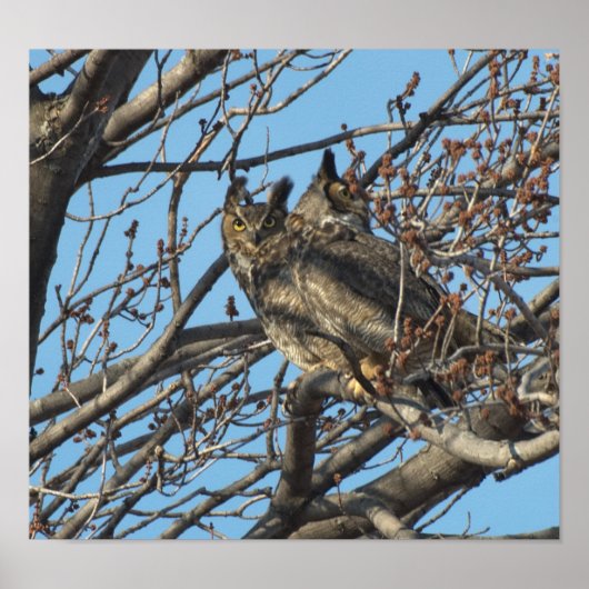 PAIR VAN GREAT HORNED OWLS 2 (Bubo virginianus) Poster (Voorkant)