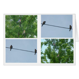 Paire Bluebird, Collage