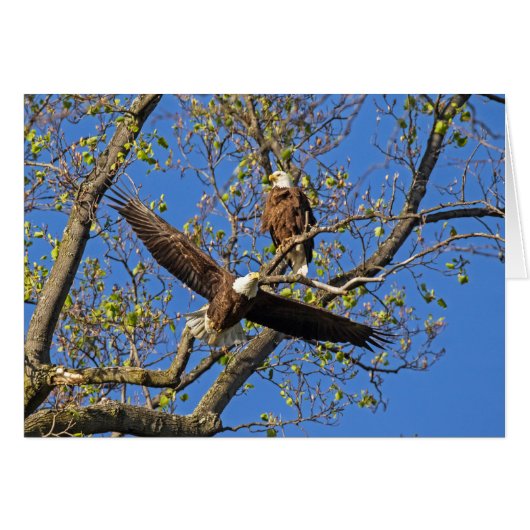 Paire d'aigle (Devant horizontal)
