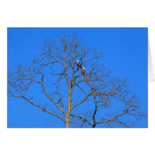 Paire d'aigle à tête blanche dans l'arbre