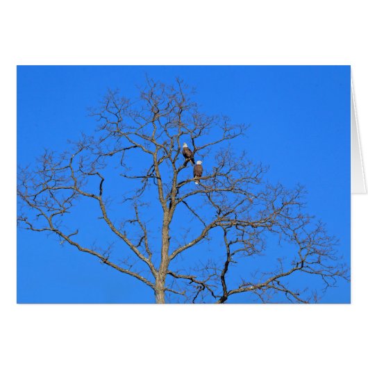 Paire d'aigle à tête blanche dans l'arbre (Devant horizontal)