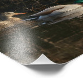 Paire de canards de Majard nourrir la photographie (Coin)