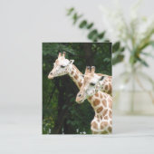 Paire de la carte postale Giraffes (Debout devant)