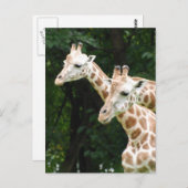 Paire de la carte postale Giraffes (Devant / Derrière)