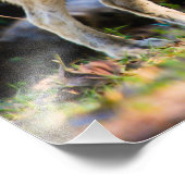 Paire de loups Imprimer photo (Coin)