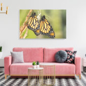 Paire de Monarch Butterflys Photographie Toile d'a (Insitu(Salon))