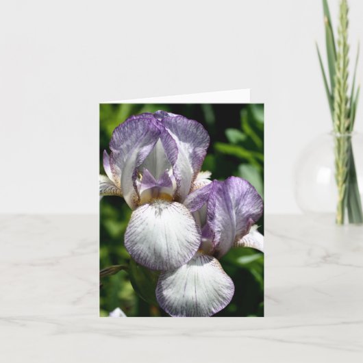 Paire de photographies de fleurs d'Iris barbus (Devant)