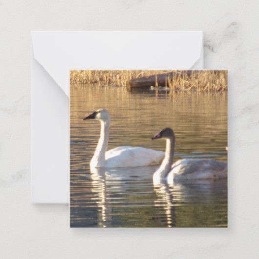 Paire de Swans Valentine's Day Note Cartes (Devant)