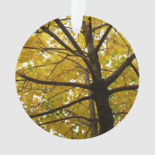 Paire d'érables jaunes Automne Nature