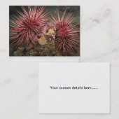 Paire d'oursins géants de la mer Rouge - Carte de  (Devant / Derrière)