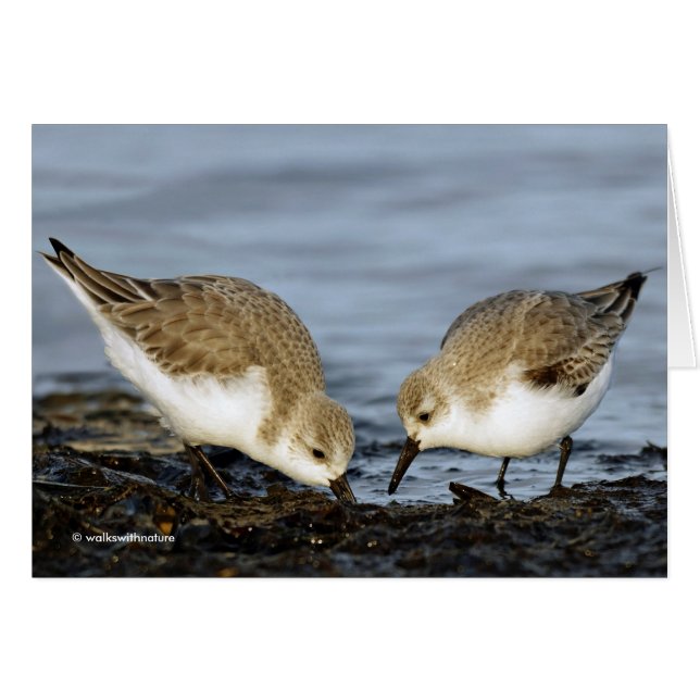 Paire mignonne de Sanderlings Sandpipers Partage u (Devant horizontal)
