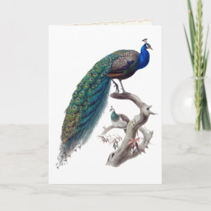 Paire Peacock Histoire naturelle Carte de voeux