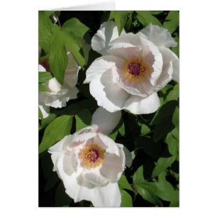 paires blanches de pivoines