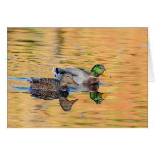 Paires de canards