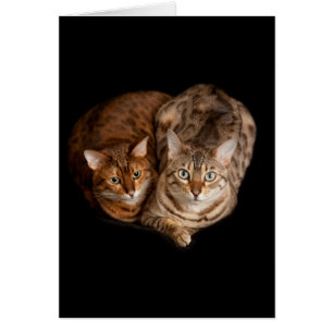 Paires de chatons du Bengale