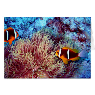 Paires de clown dans Anemonie exotique