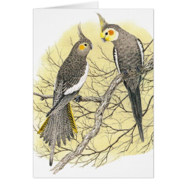 Paires de Cockatiel - hollandicus de Nymphicus (Devant)