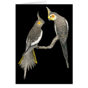 Paires de Cockatiel - hollandicus de Nymphicus sur