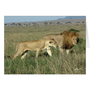 Paires de lion (de clubs de lions) (masais Mara,