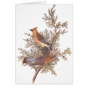 Paires d'oiseau de jaseur de cèdre d'Audubon sur