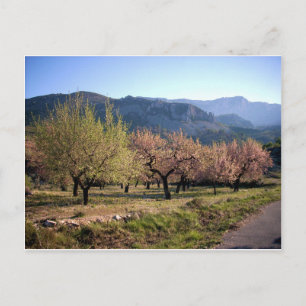 Paisaje campestre con árboles, Alicante, España Briefkaart